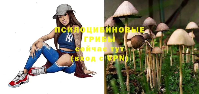 где продают наркотики  Кириши  мега ONION  Псилоцибиновые грибы Magic Shrooms 